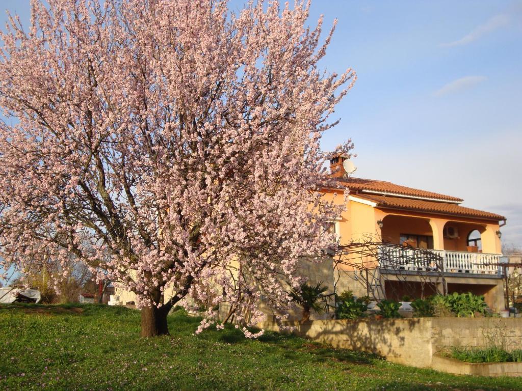 Apartments Alice Green Oasis - Poreč Exterior foto
